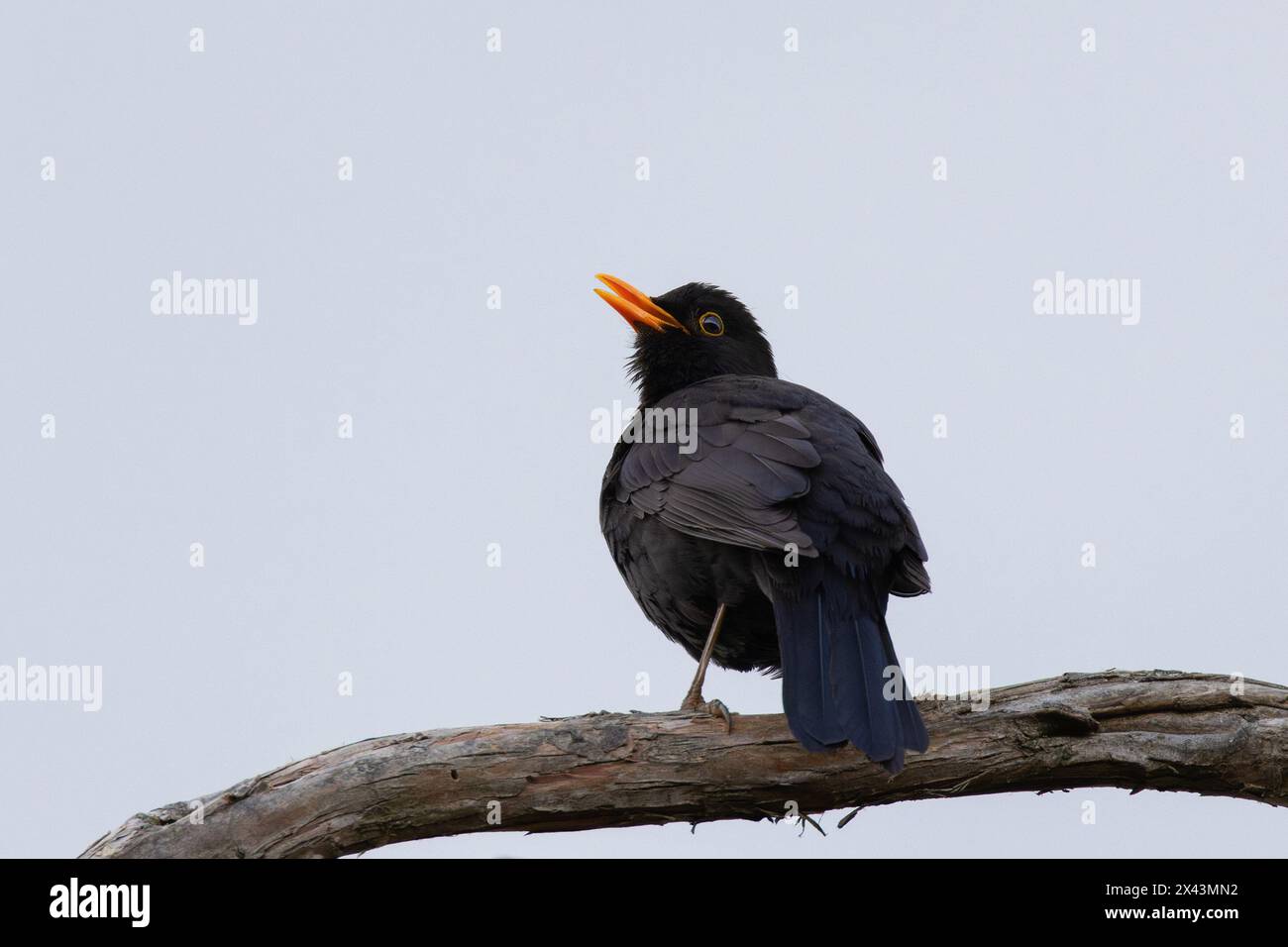 male blackbird singing in mating season (Turdus merula) Stock Photo