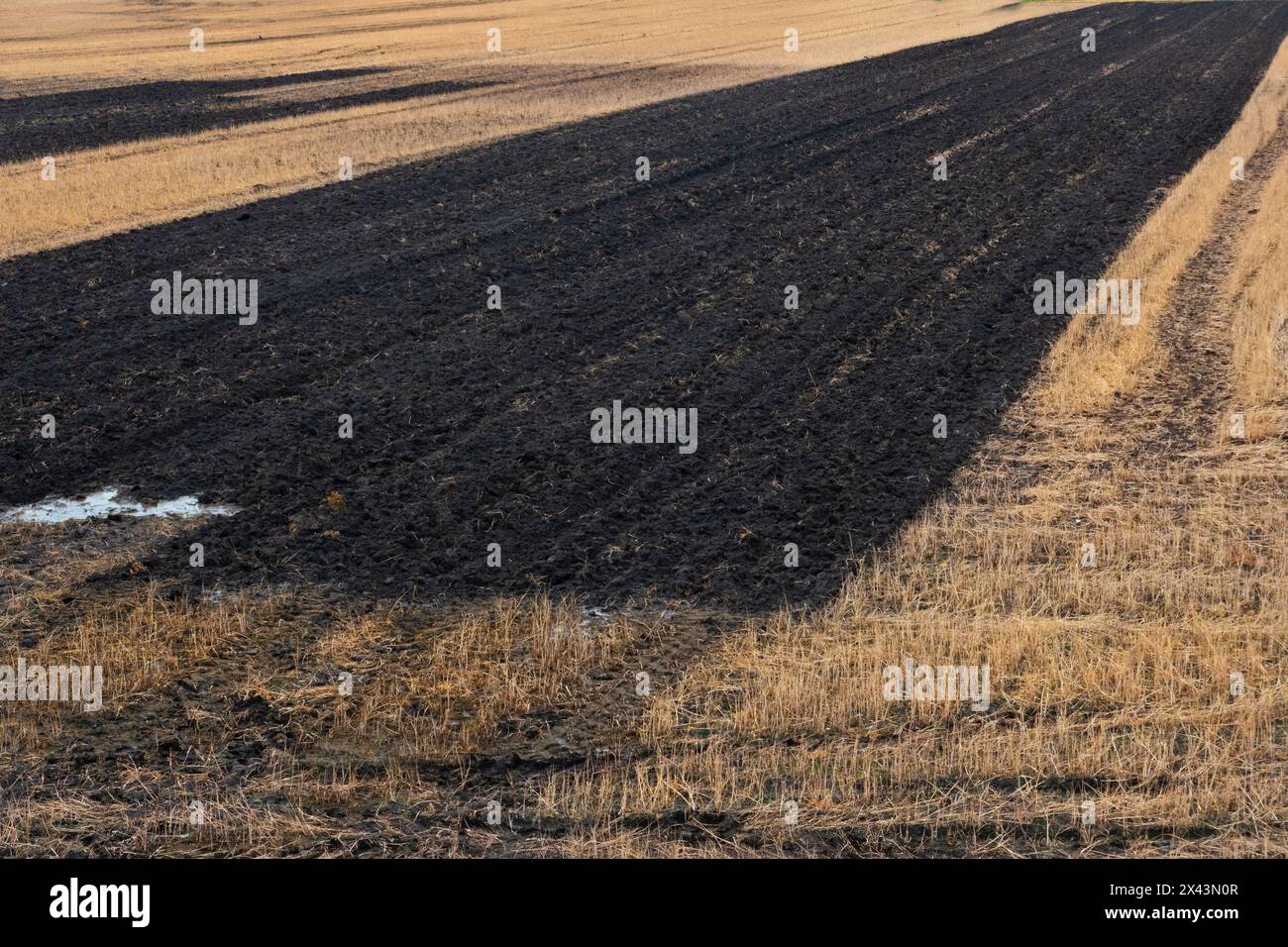 Field treated with glyphosate is being prepared for cultivation by applying manure and plowing under sprayed plant residues Stock Photo