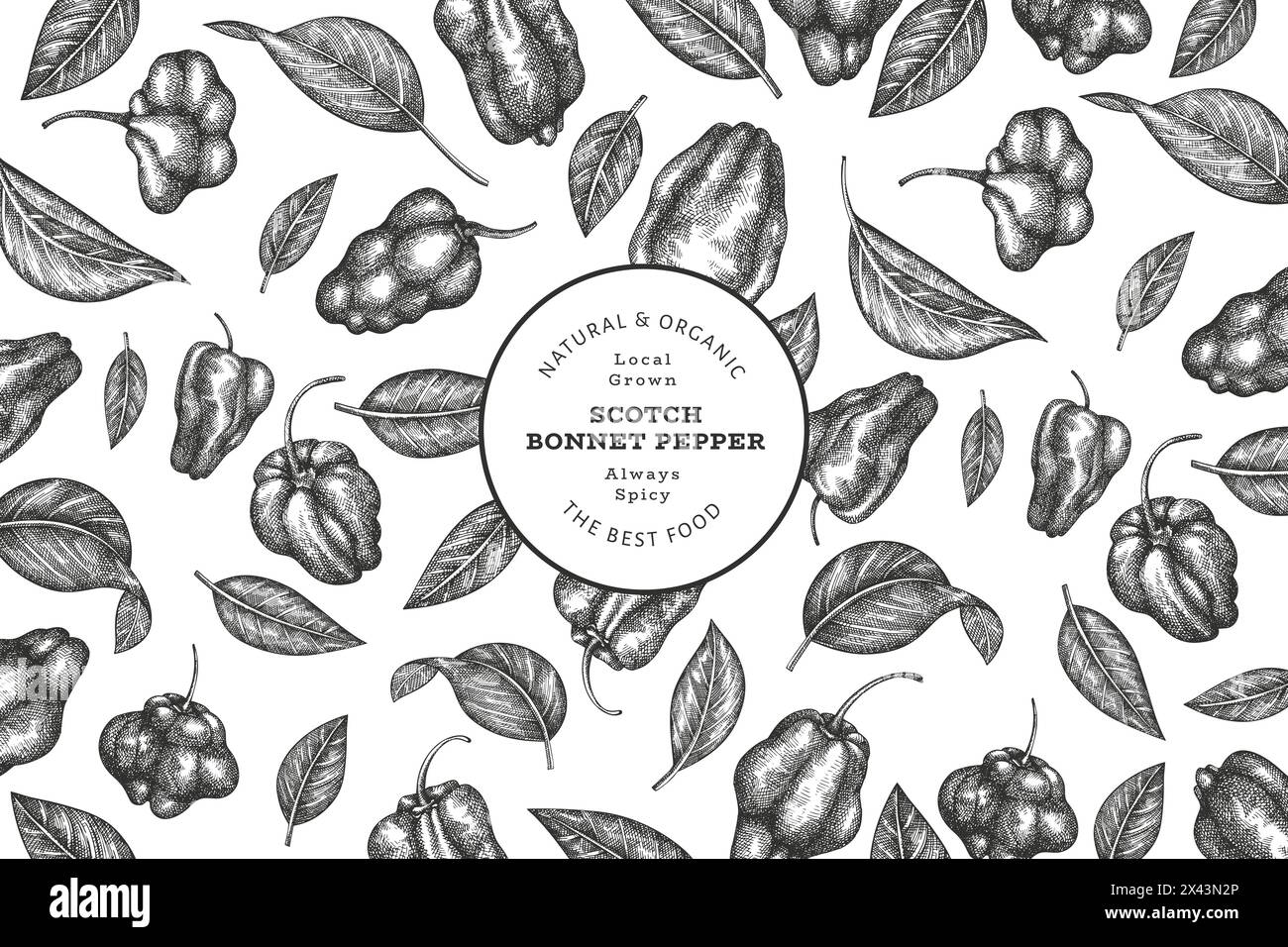 Hand drawn sketch style scotch bonnet pepper banner. Organic fresh