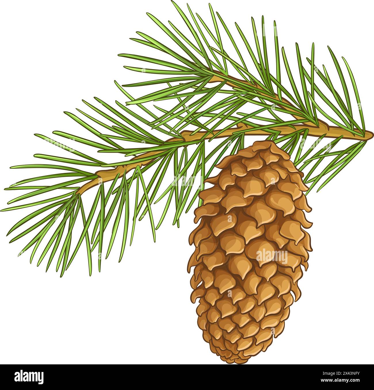 fir tree branch with cone outline illustration Stock Vector Image & Art ...
