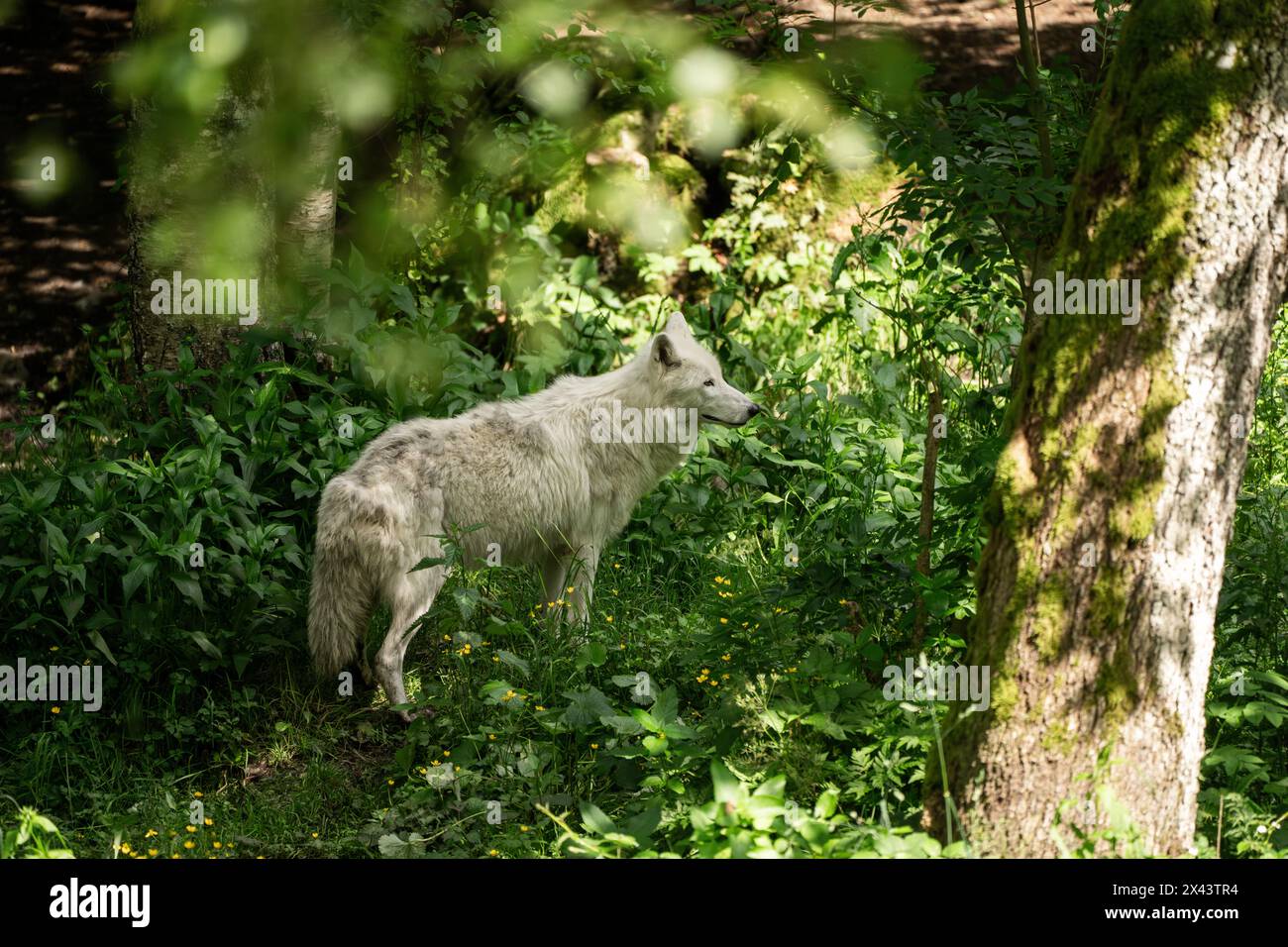 White Wolf or Polar Wolf Arctic wolf (Canis lupus arctos Stock Photo ...