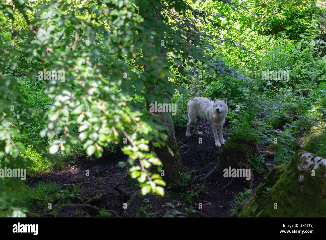 Wolves Parvo Canine parvovirus hi-res stock photography and images - Alamy