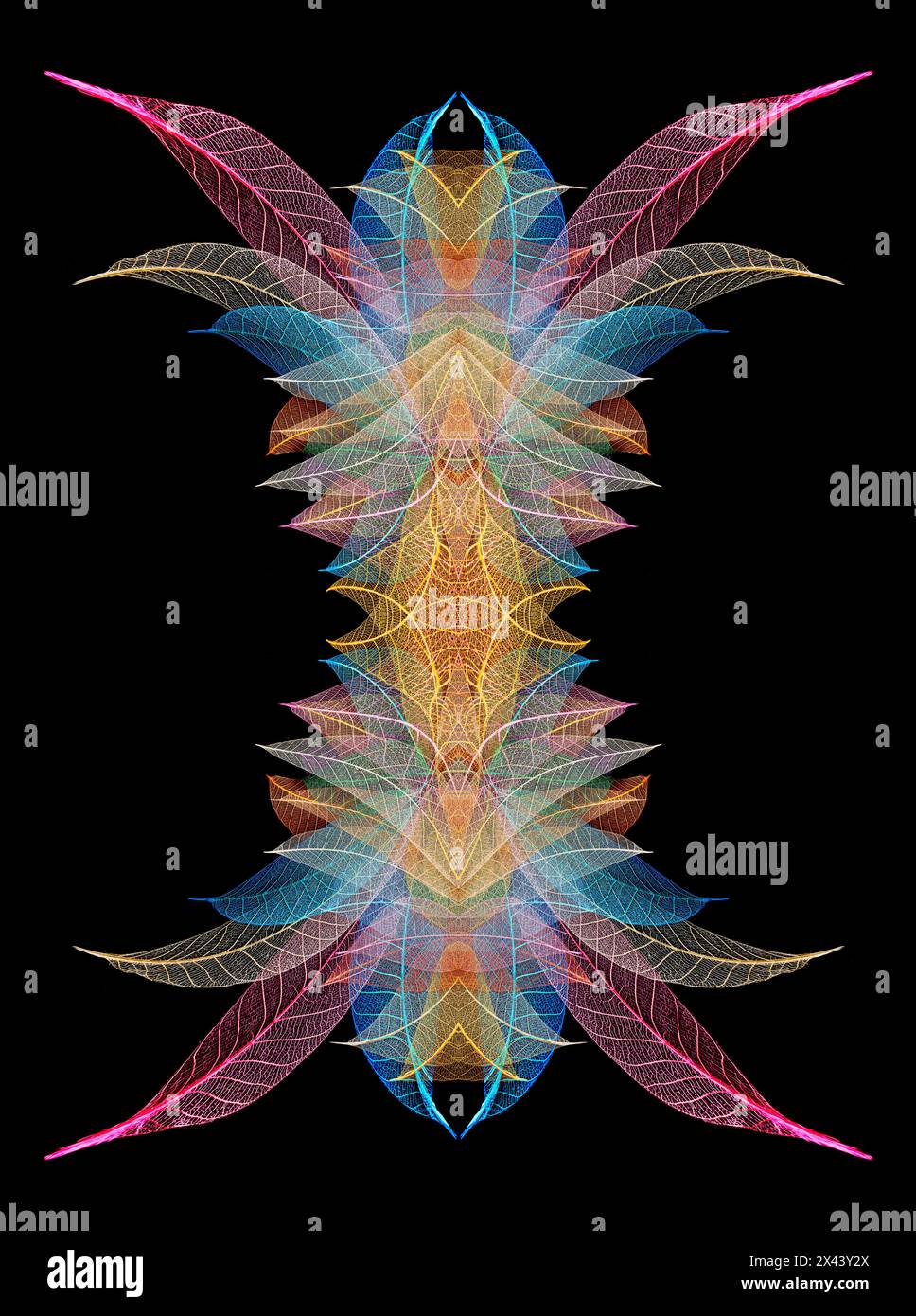 Multi-colored skeleton leaves arranged on black background Stock Photo