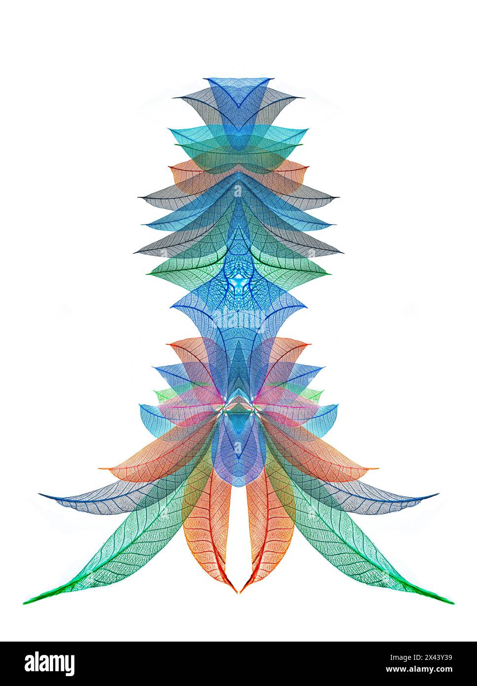 Multi-colored skeleton leaves arranged on white background Stock Photo