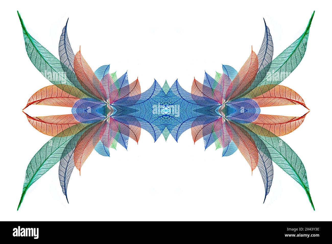 Multi-colored skeleton leaves arranged on white background Stock Photo