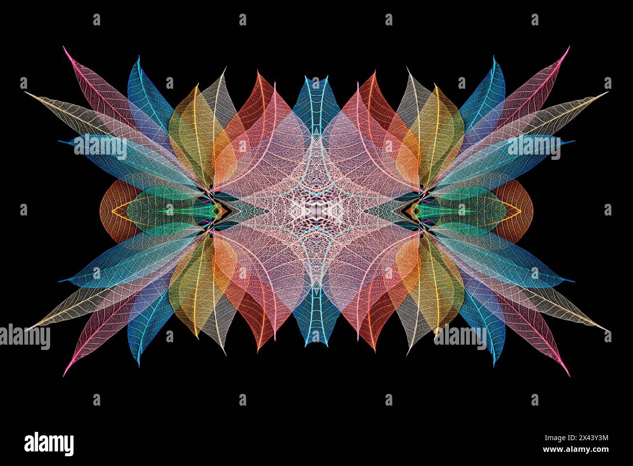 Multi-colored skeleton leaves arranged on black background Stock Photo