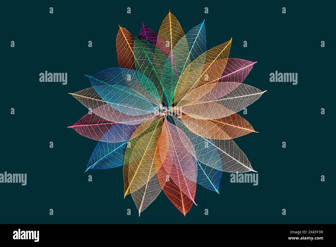 Multi-colored skeleton leaves arranged in radial pattern on dark green background Stock Photo