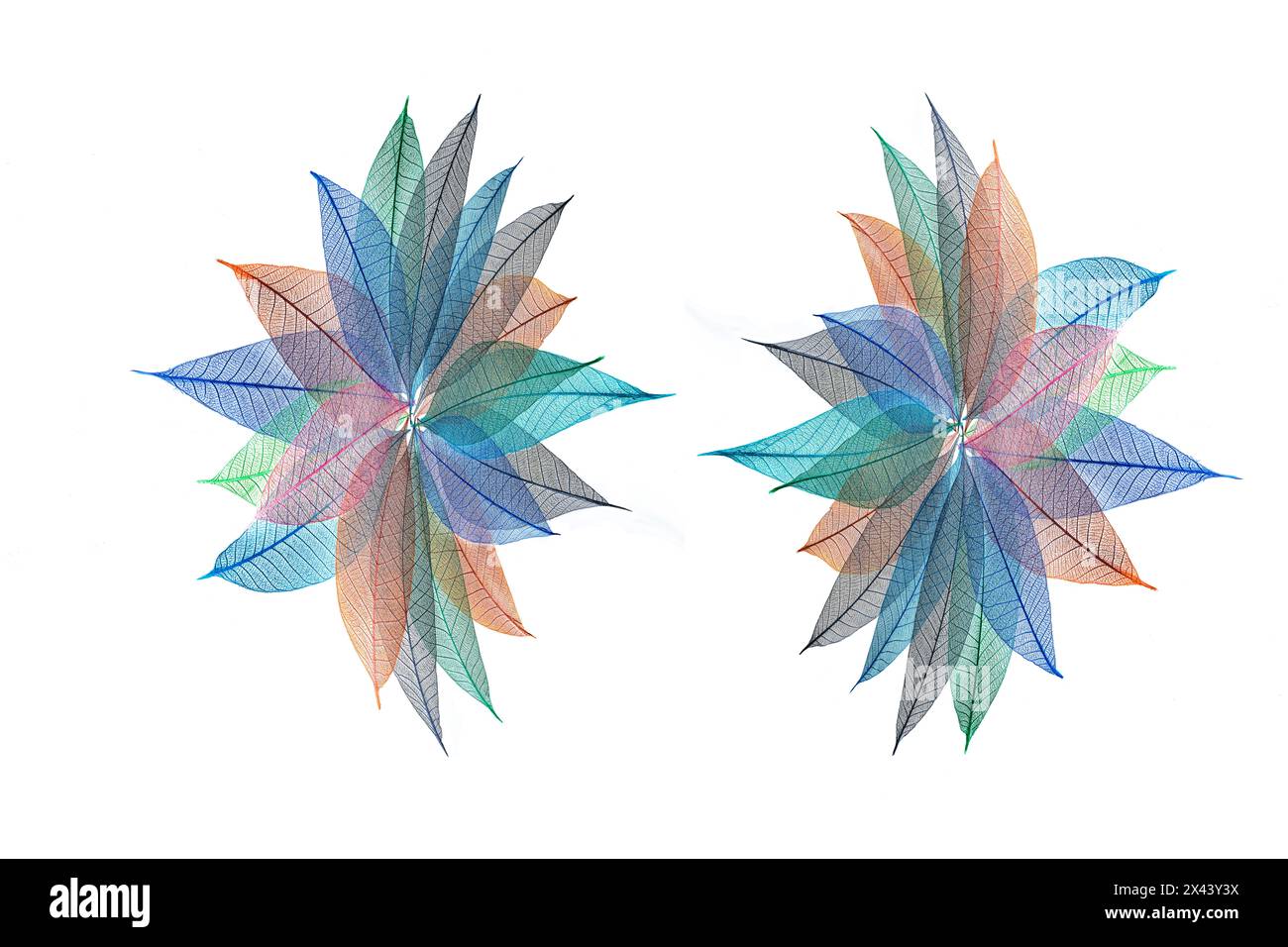 Multi-colored skeleton leaves arranged in radial pattern on white background Stock Photo