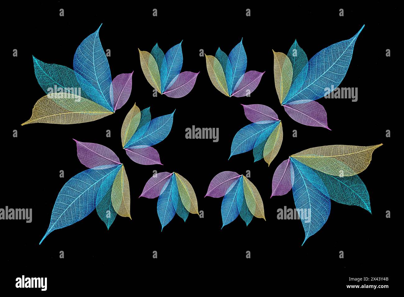 Multi-colored skeleton leaves arranged on black background Stock Photo