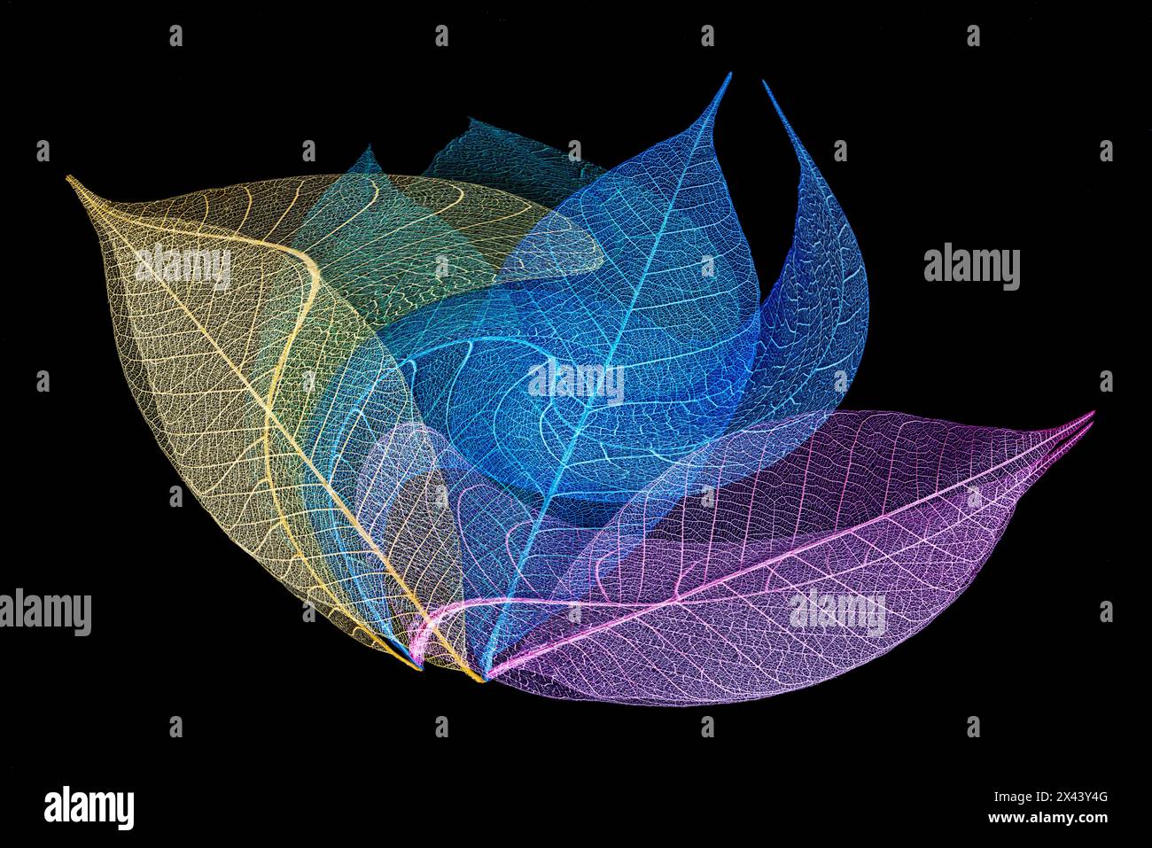 Multi-colored skeleton leaves arranged on black background Stock Photo