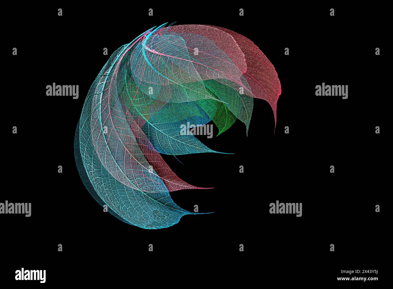 Multi-colored skeleton leaves arranged on black background Stock Photo