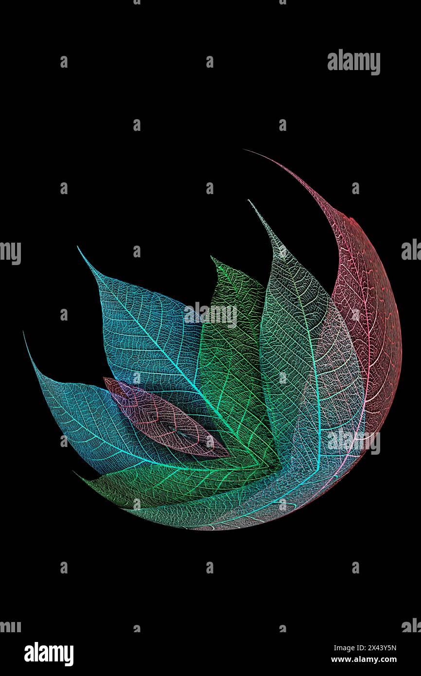 Multi-colored skeleton leaves arranged on black background Stock Photo