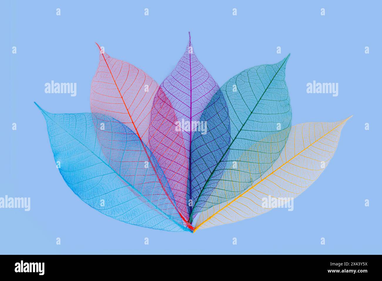 Multi-colored skeleton leaves arranged on light blue background. Stock Photo