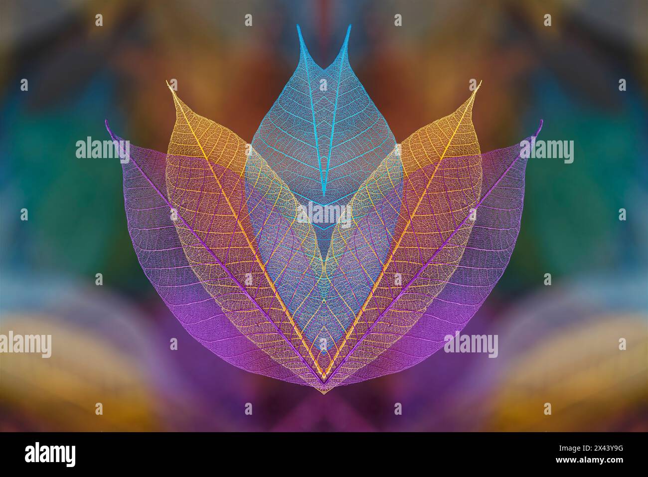 Multi-colored skeleton leaves arranged on black background Stock Photo