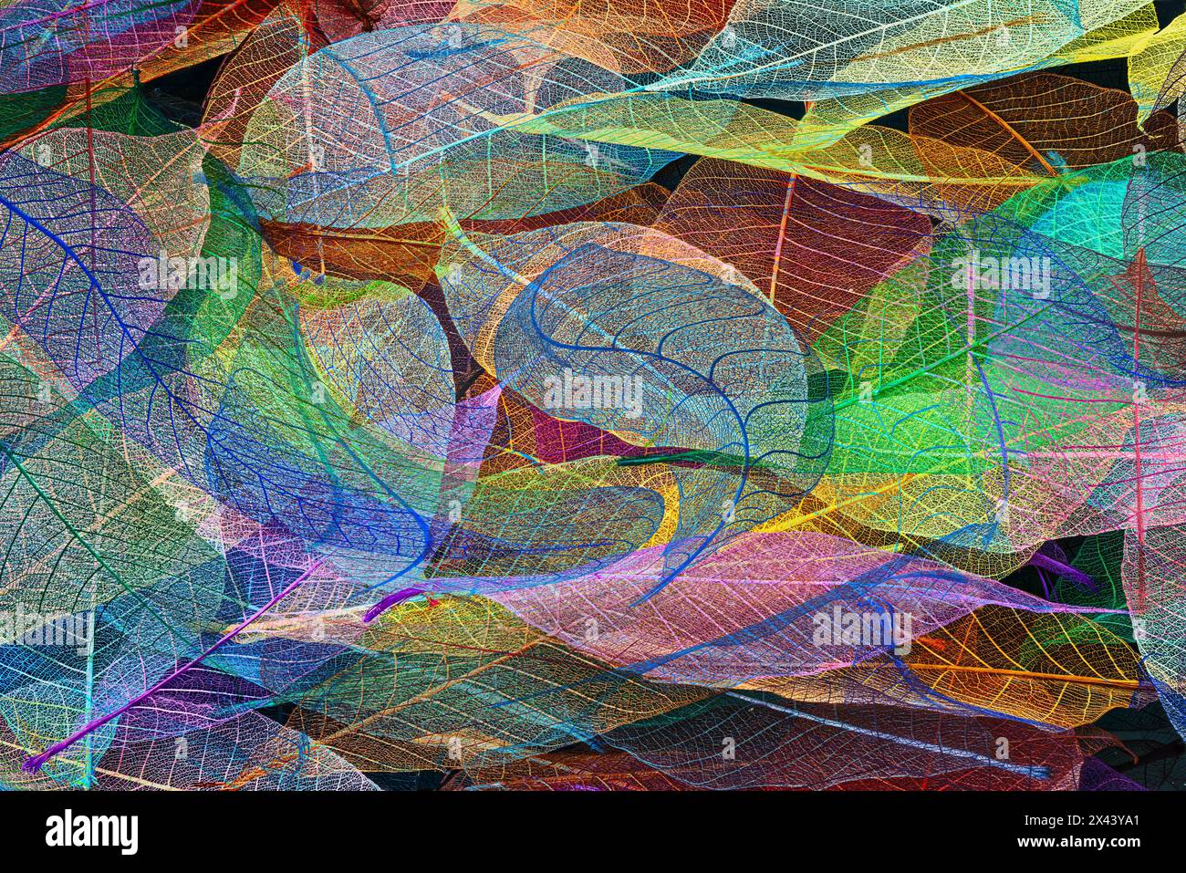 Multi-colored skeleton leaves arranged on black background Stock Photo