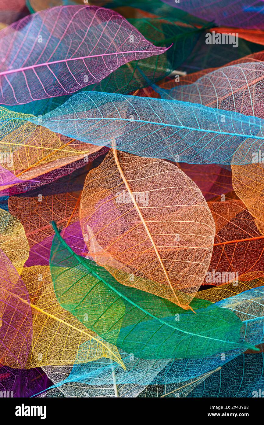 Multi-colored skeleton leaves arranged on black background Stock Photo