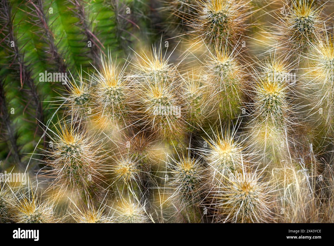 Espostoa Guentheri (Kupper) bulb. Woolly cactus close-up Stock Photo