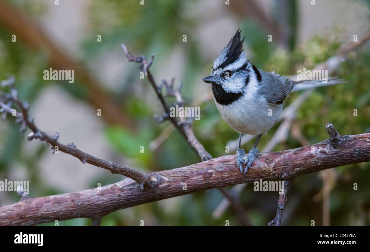 Bridled titmouse Stock Photo