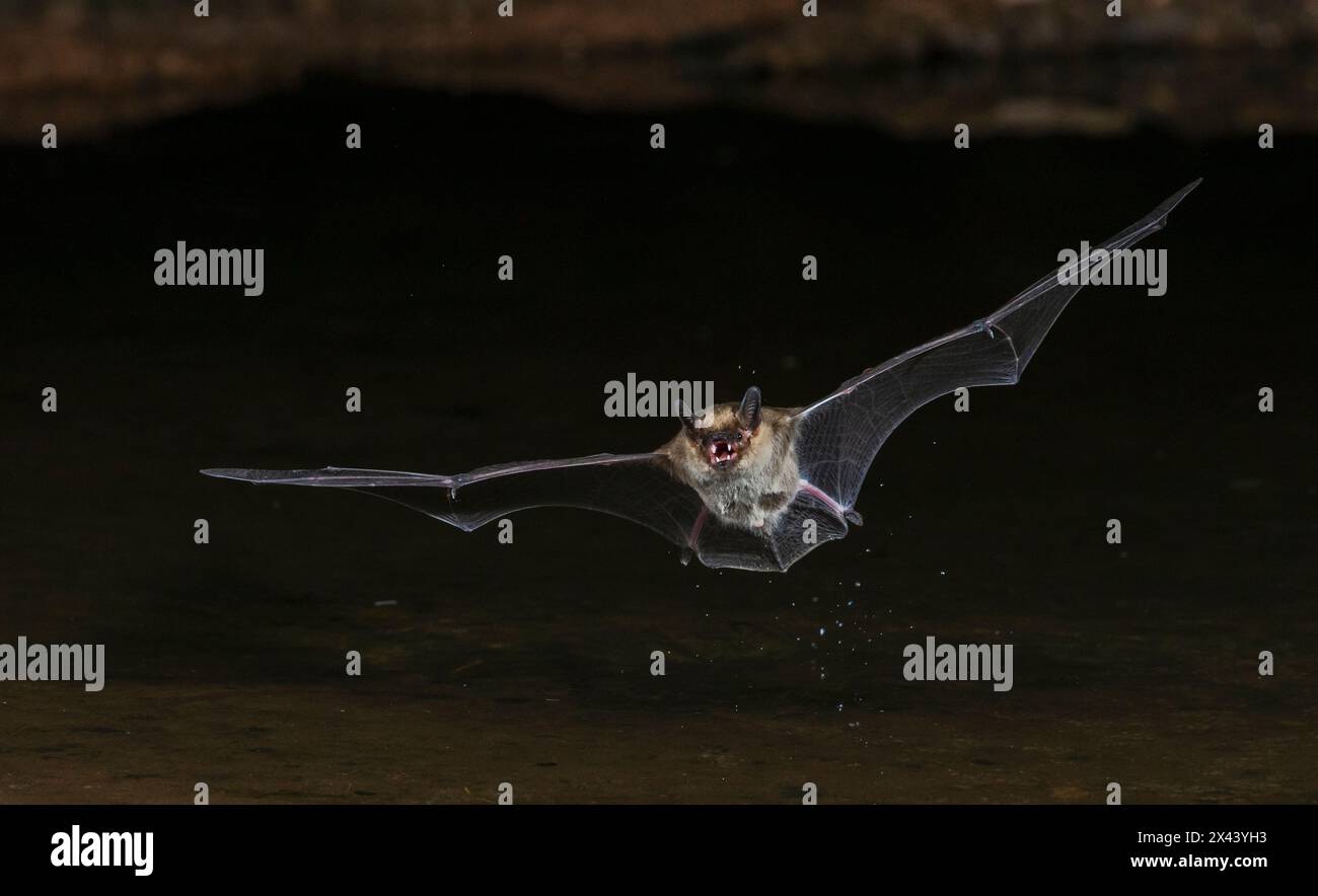 Long-eared myotis bat drinking on the fly, USA Arizona Stock Photo