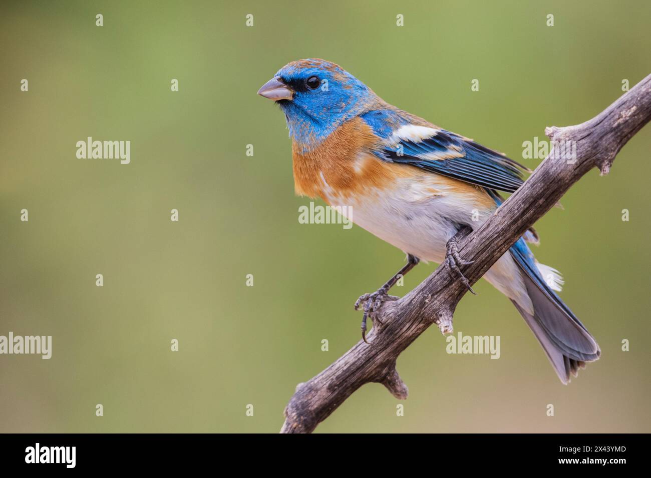 lazuli-bunting-male-with-molting-plumage-usa-arizona-stock-photo-alamy