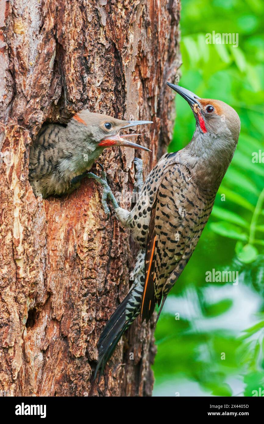 Red-shafted flicker feeding its chick, Montana, USA Stock Photo