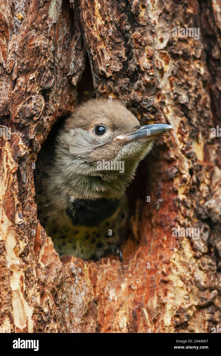 Red-shafted flicker chick on the lookout for a parent, Montana, USA Stock Photo