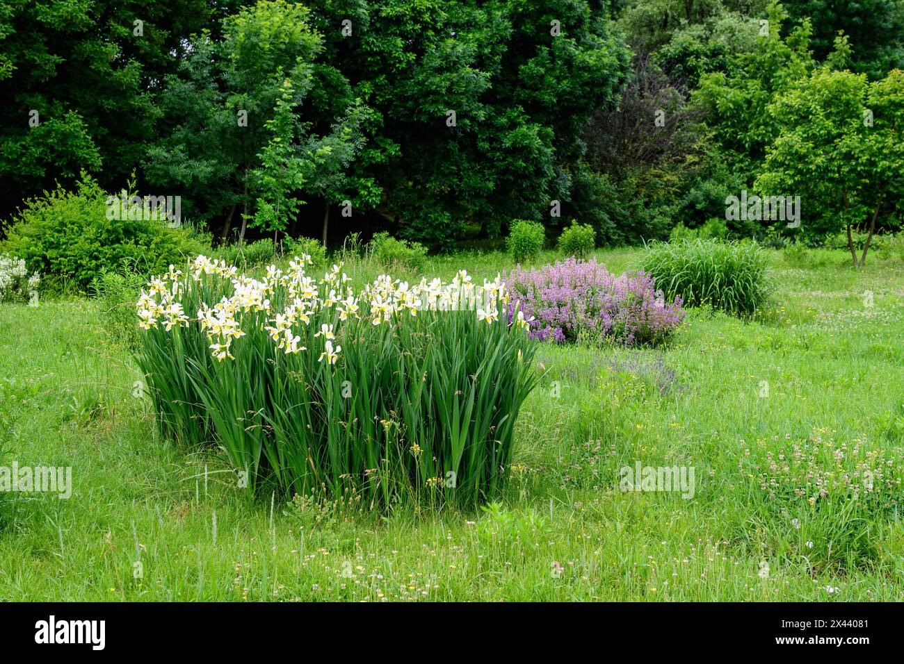 Vivid landscape in Alexandru Buia Botanical Garden from Craiova in Dolj county, Romania, with flowers, grass and large green tres in a beautiful sunny Stock Photo