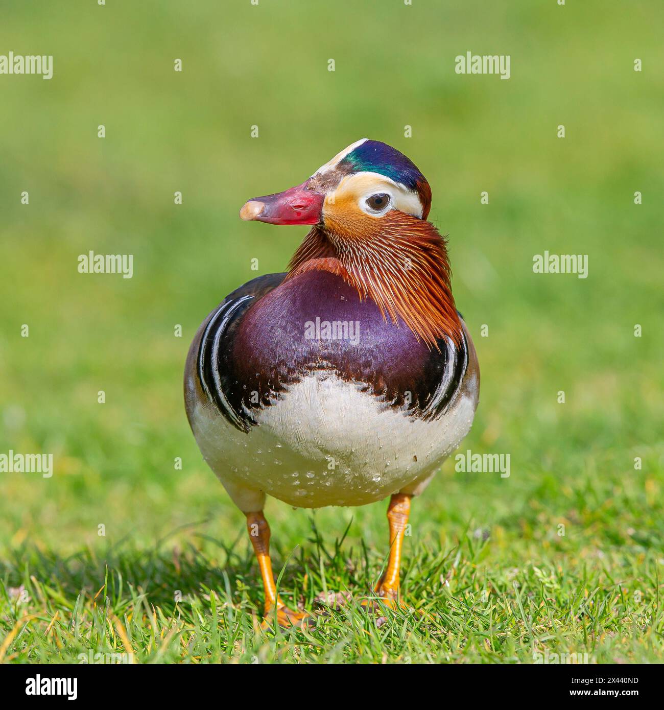 Kidderminster, UK. 30th April, 2024. UK weather: Early morning sunshine brightens everyone's day as temperatures in the Midlands rise to a warmer 18 degrees celsius today. Wild and colourful mandarin ducks enjoy the wamer temperatures at a local park in Kidderminster, UK. Credit: Lee Hudson/Alamy Live News Stock Photo