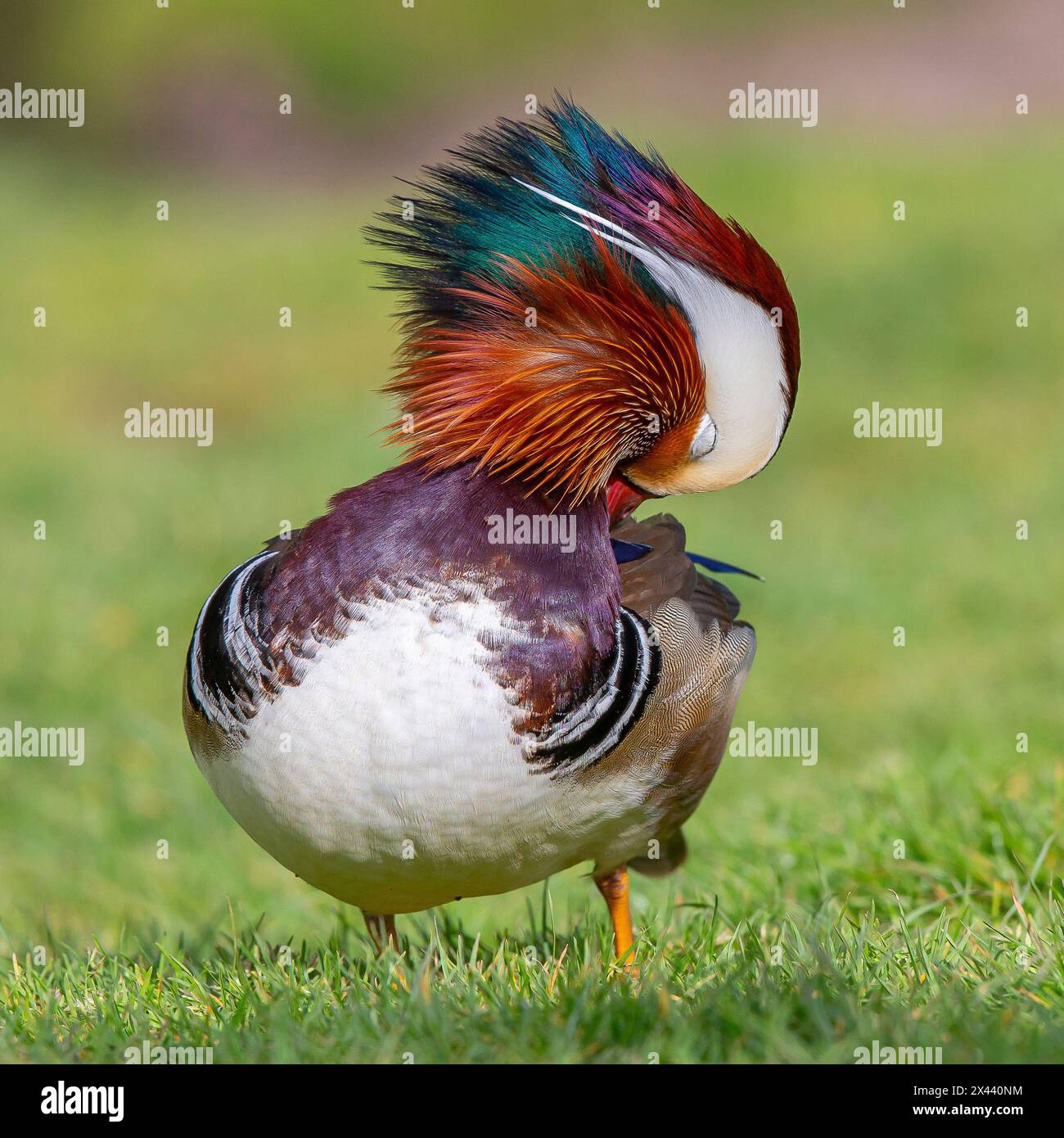 Kidderminster, UK. 30th April, 2024. UK weather: Early morning sunshine brightens everyone's day as temperatures in the Midlands rise to a warmer 18 degrees celsius today. Wild and colourful mandarin ducks enjoy the wamer temperatures at a local park in Kidderminster, UK. Credit: Lee Hudson/Alamy Live News Stock Photo