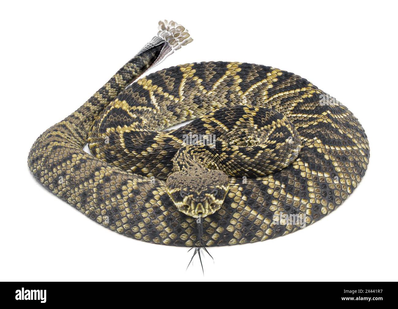 Young Eastern Diamondback rattlesnake - crotalus adamanteus - isolated on white background dorsal view from above and front with blurred tongue and ra Stock Photo
