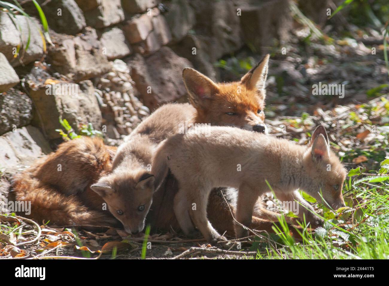 UK weather, London, 30 April 2024: Warmer temperatures and sunny weather make it feel like spring in London. Taking advantage of this, a family of fox cubs come out to play in a garden in Clapham, with their mother keeping a watchful eye nearby. The cubs are getting good at jumping, pouncing, chasing and fighting. Credit: Anna Watson/Alamy Live News Stock Photo