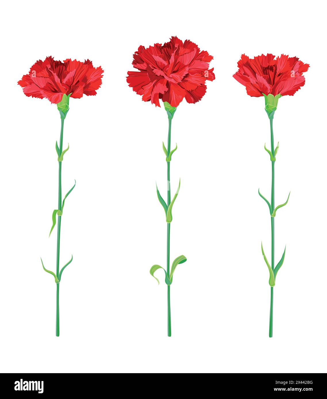 Red carnations isolated on a white background. Vector clipart for