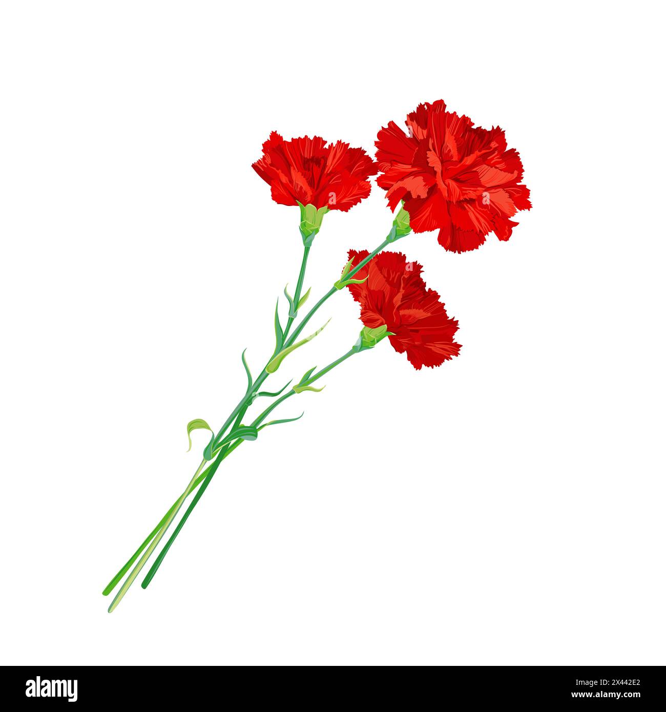 A red carnation highlighted on a white background. Bouquet with in honor of the fallen heroes. Vector clipart for greeting cards for Victory Day, May Stock Vector