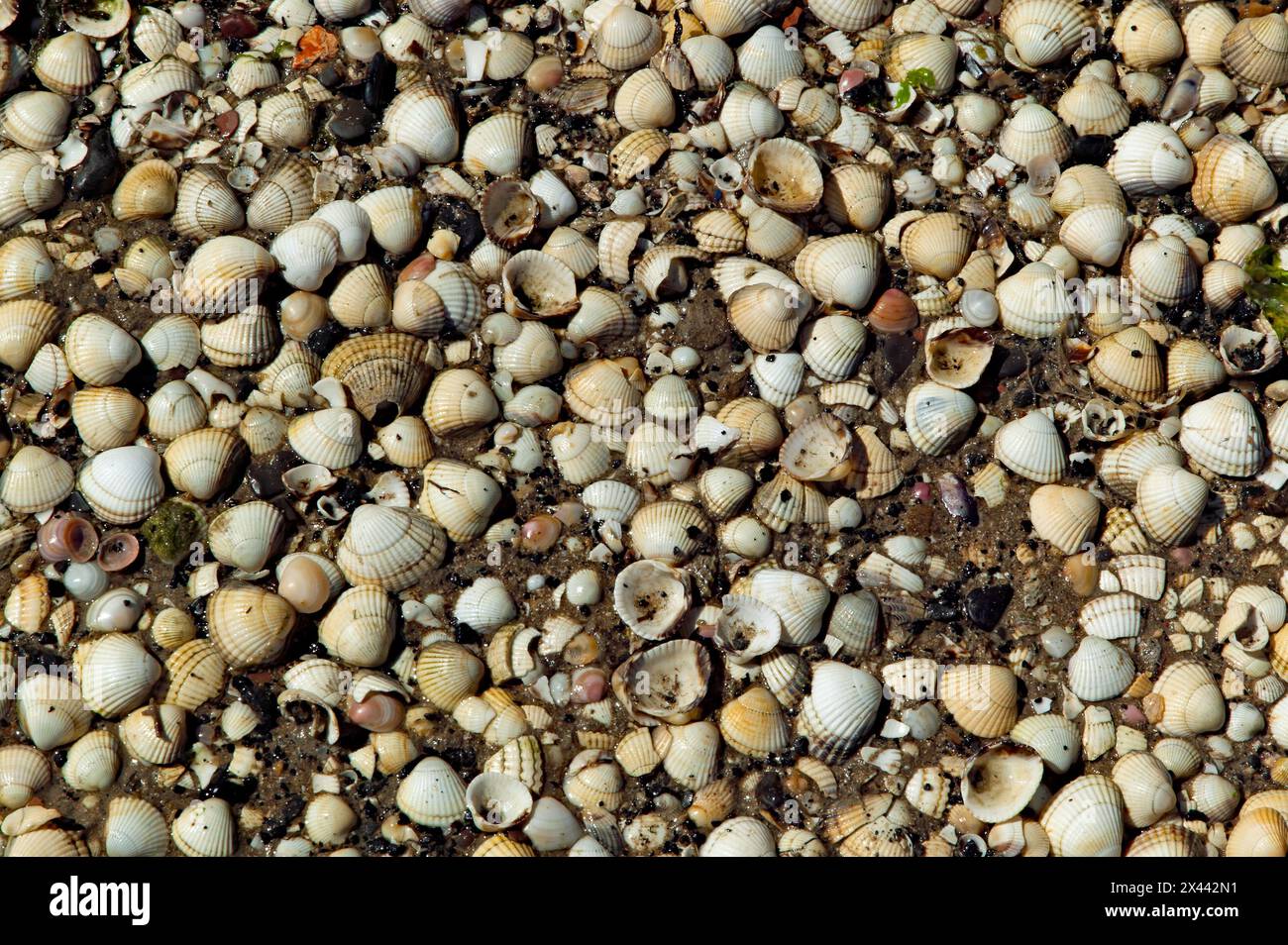 Close-up of Cockle Shells, at Pegwell Bay, Kent Stock Photo