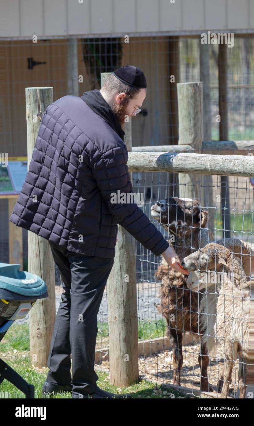 During Passover when the bible mandates having fun, an orthodox Jewish father feeds carrots to a lamb.. At a farm in Rockland County, NY. Stock Photo