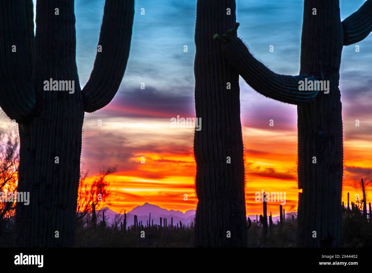 USA, Arizona, Saguaro National Park. Saguaro cacti silhouettes at sunset. Stock Photo