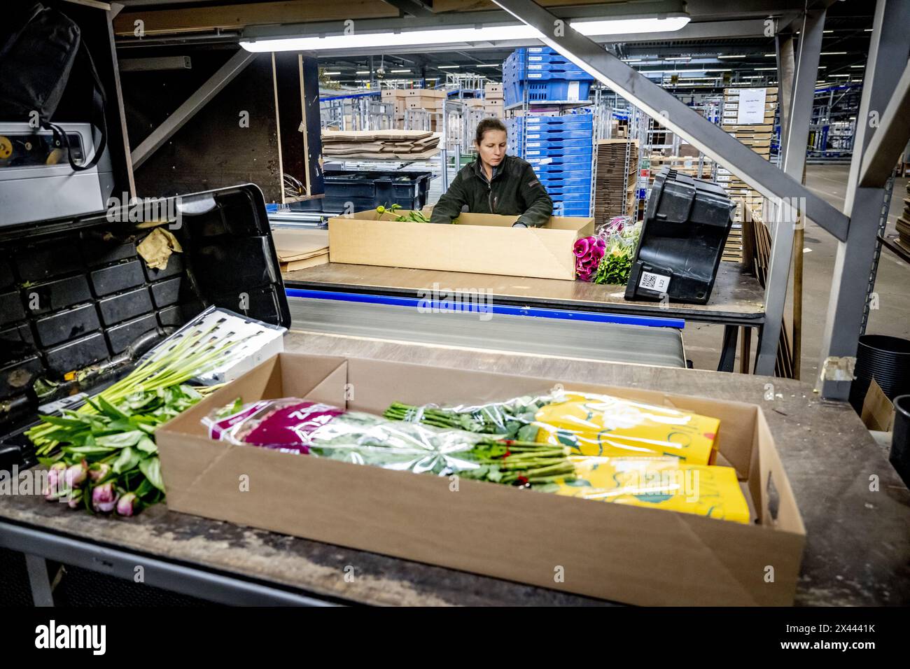 RIJNSBURG - Employees in action with flowers and plants at a flower wholesaler. There is a lot of uncertainty among Dutch flower and plant exporters about the consequences of the physical checks imposed upon entry into the United Kingdom. The inspections, which are intended to combat the risk of diseases and pests, are being introduced as a result of Brexit. ANP ROBIN UTRECHT netherlands out - belgium out Stock Photo
