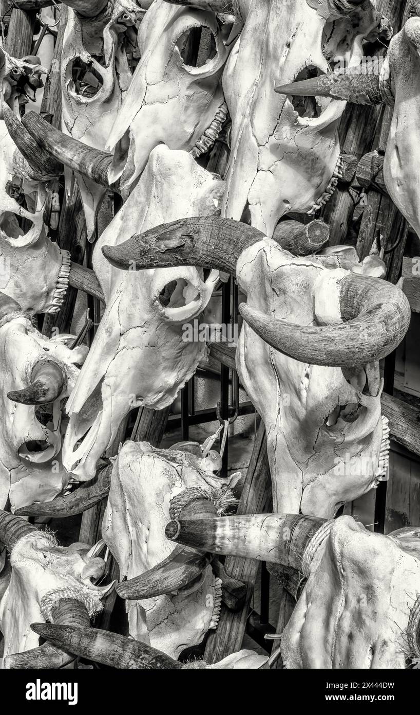 Ornamental cow skulls on display at an open air market in Santa Fe, New Mexico. Stock Photo