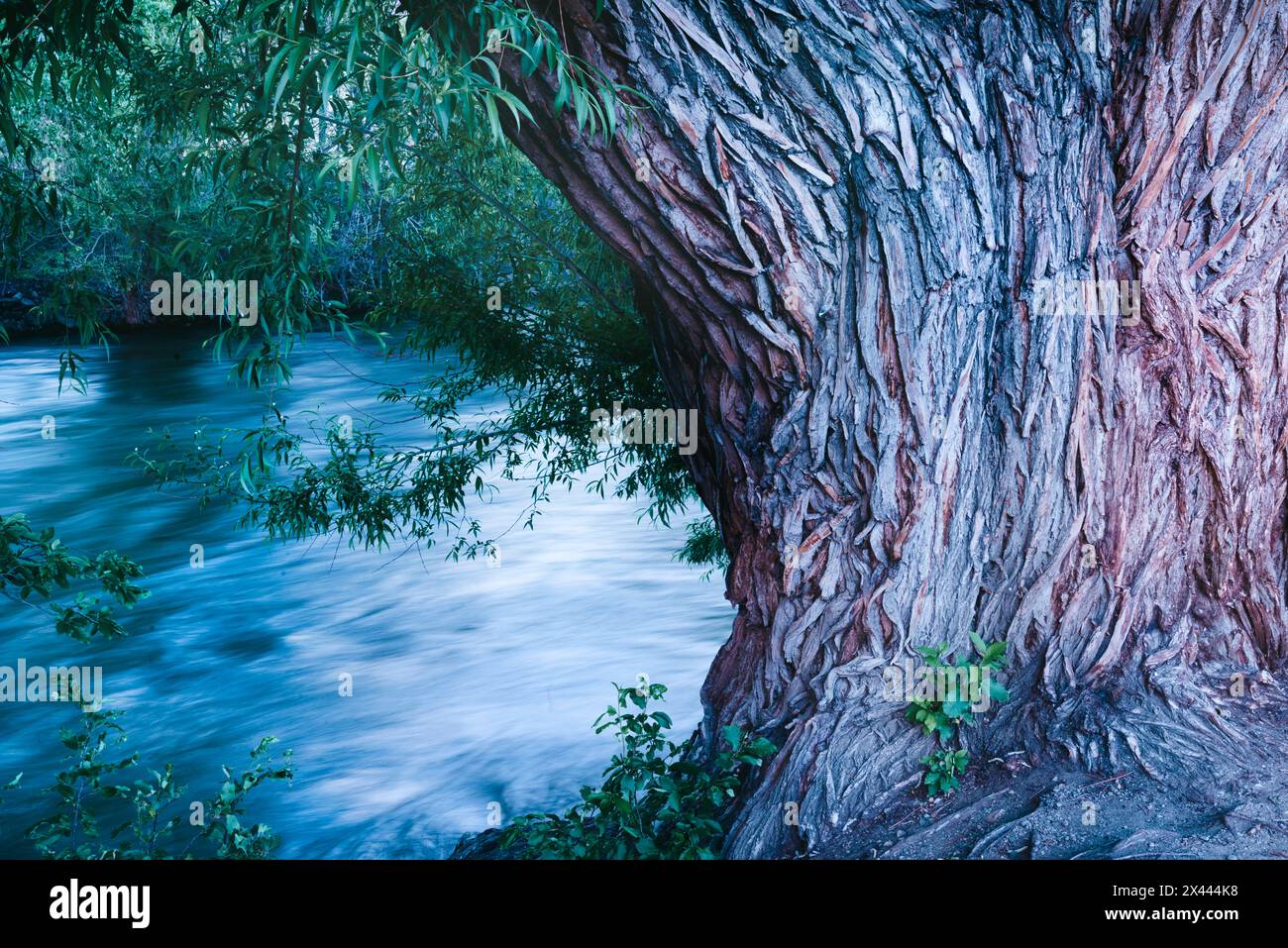 USA, Colorado. Close-up of tree and Arkansas River in Salida. Stock Photo