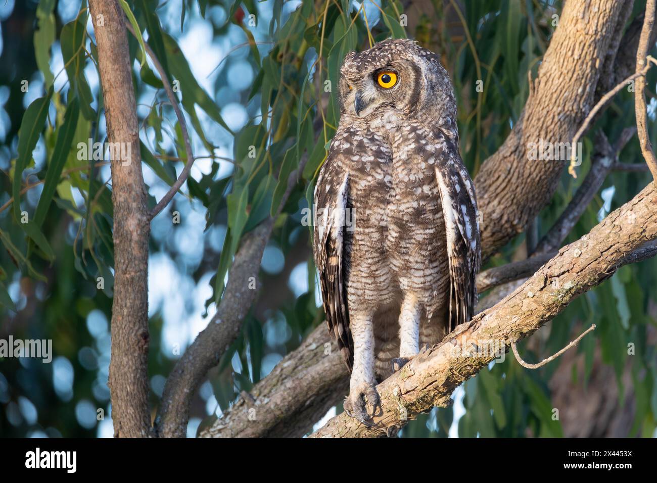 Juvenile Spotted Eagle-Owl (Bubo africanus), African Spotted Eagle-Owl, Velddrif, West Coast, South Africa at sunset perched in Eucalyptus tree Stock Photo