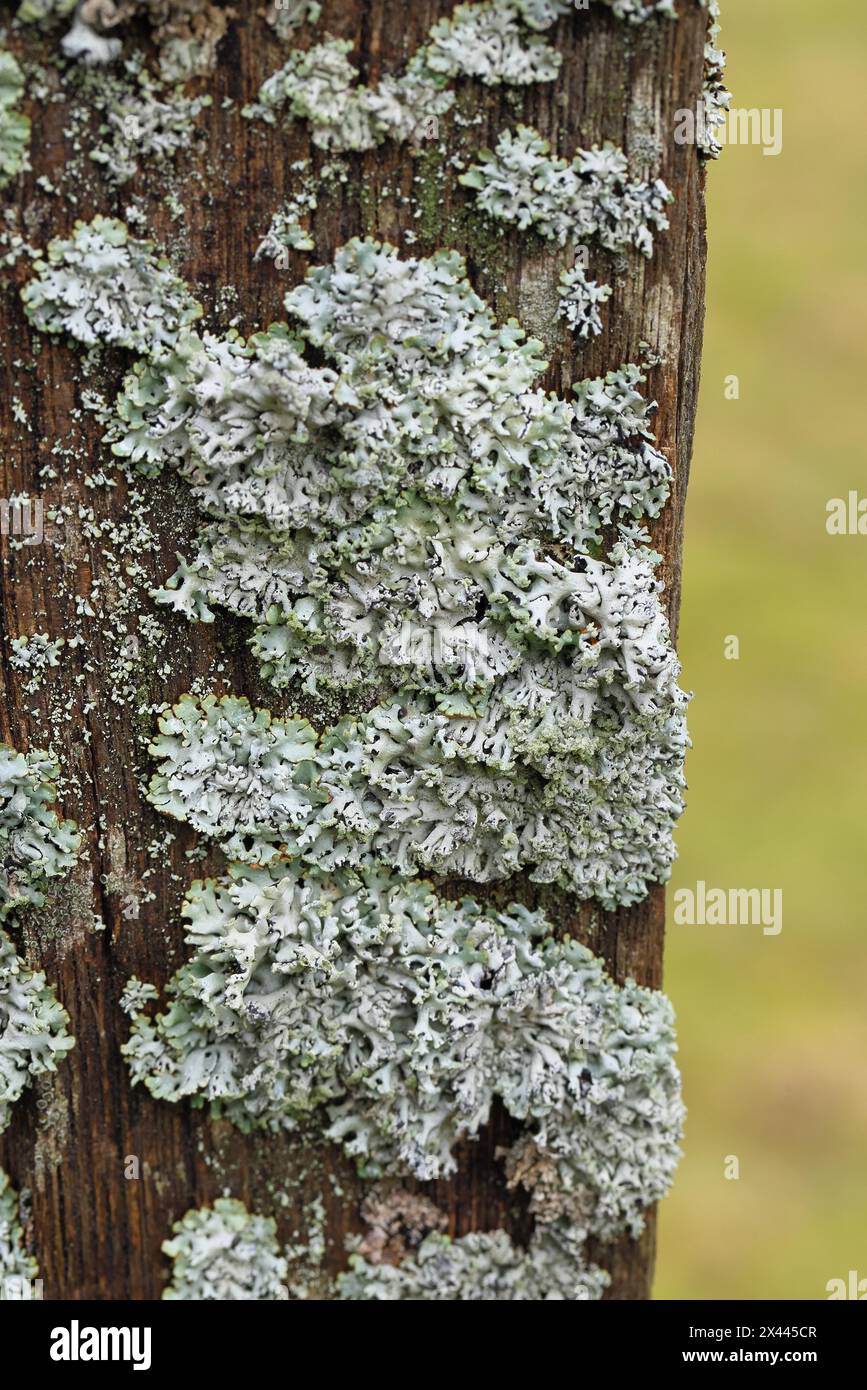 Lung lichen (Lobaria pulmonaria) growing on dead wood, Wilnsdorf, North Rhine-Westphalia, Germany Stock Photo
