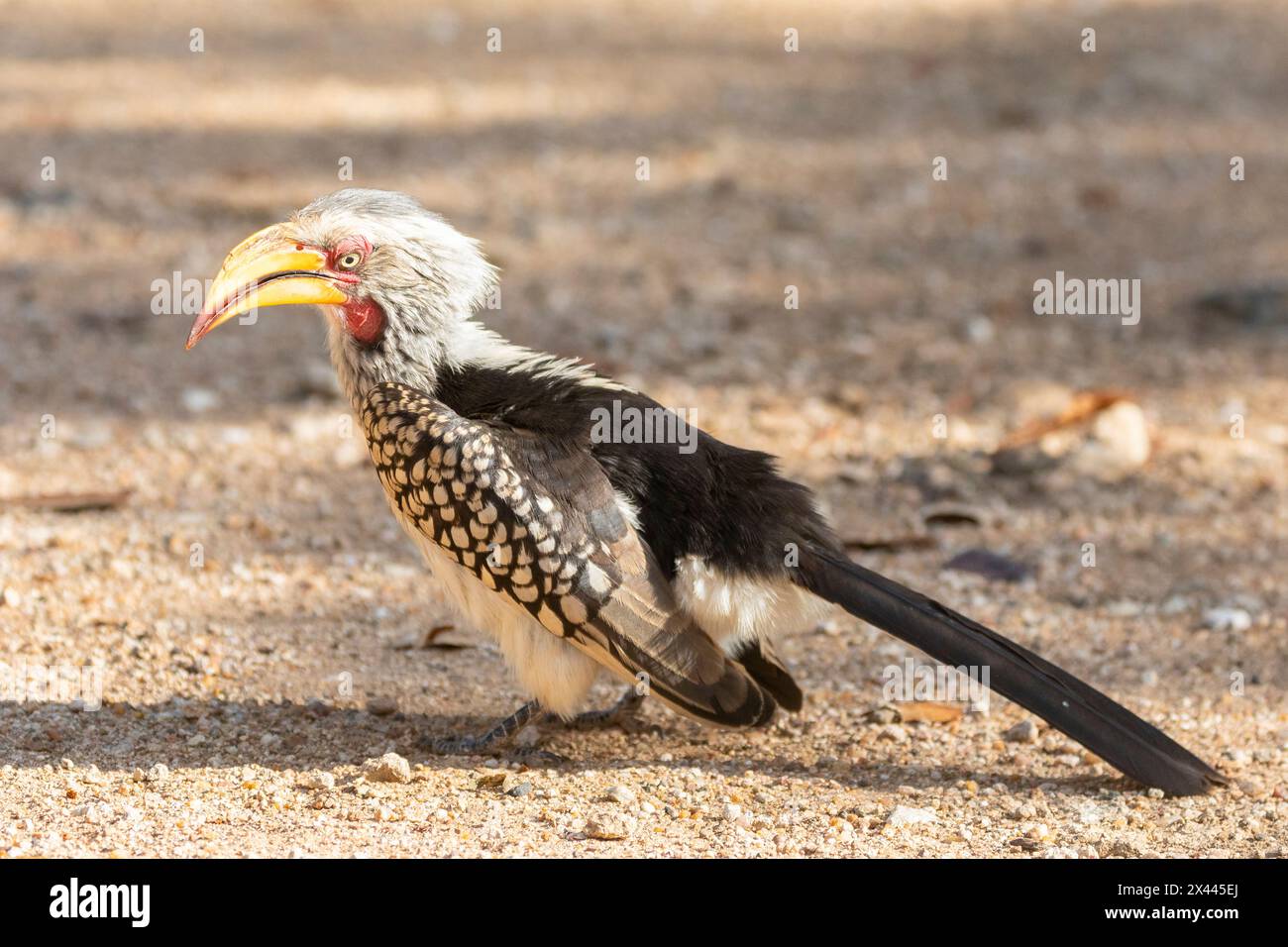 Male Southern Yellow-billed Hornbill (Tockus leucomelas) foraging on the ground, Limpopo, South Africa Stock Photo