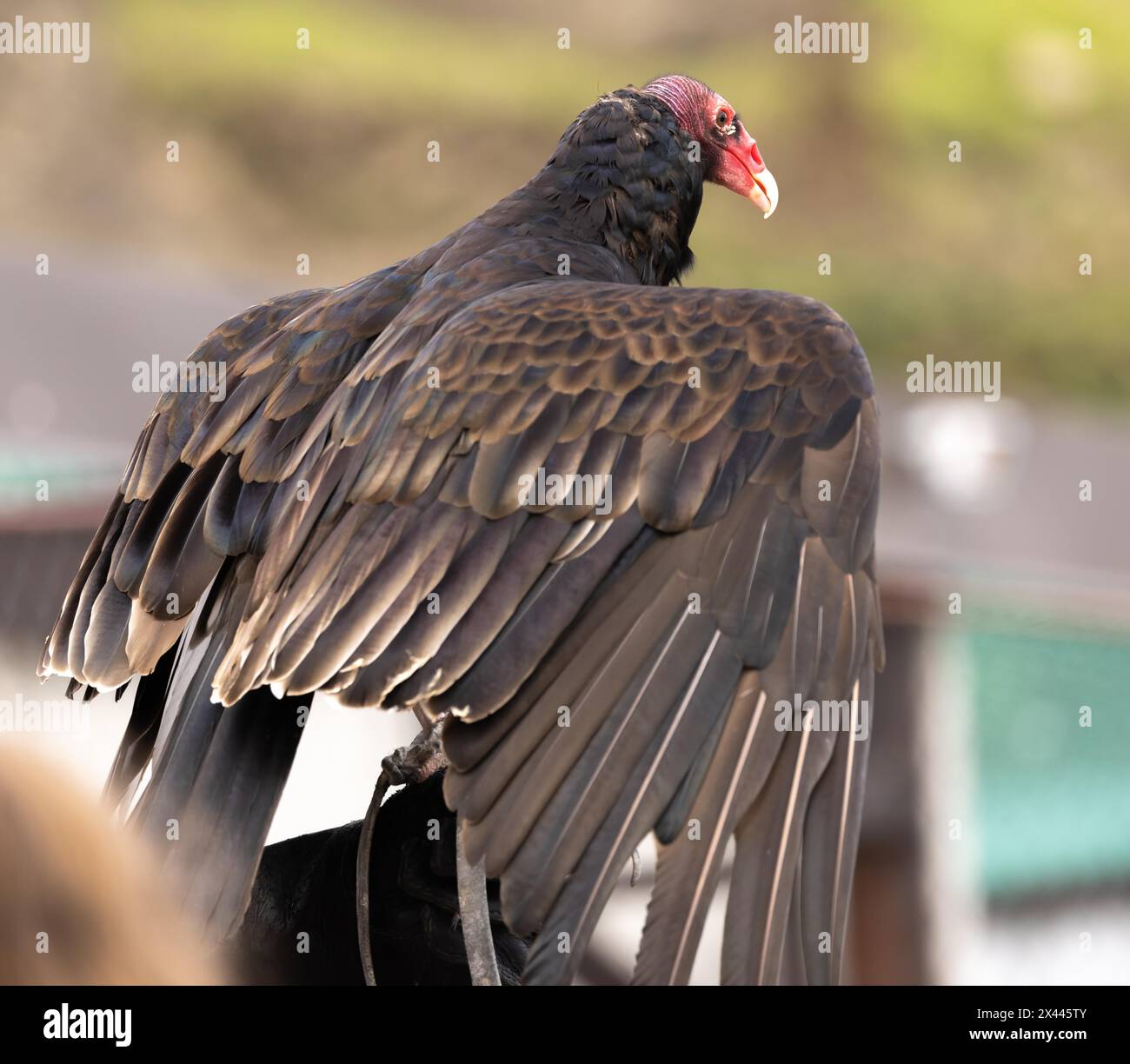 Turkey vulture (Cathartes aura), vulture Stock Photo