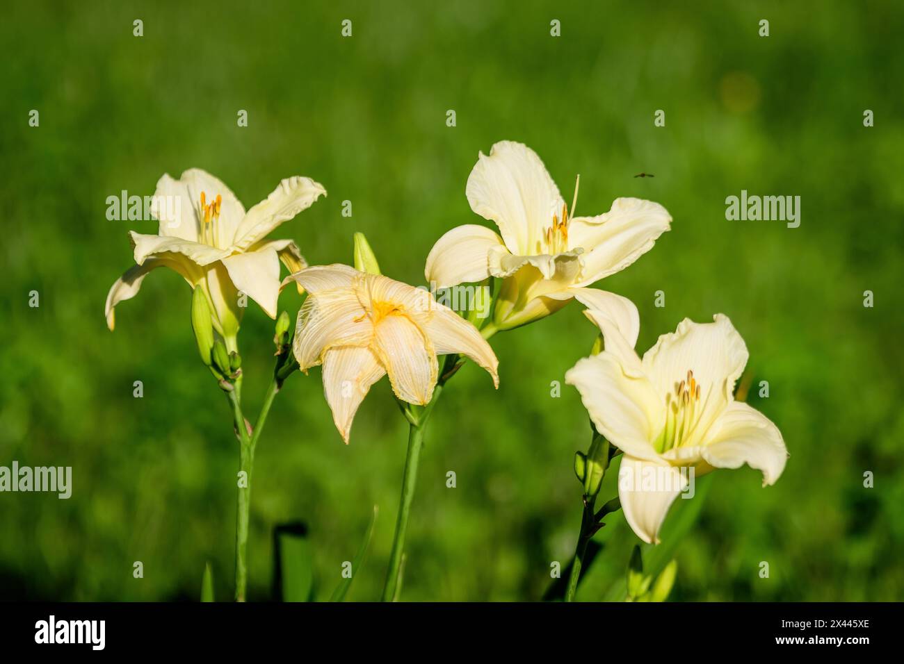 Ivory white Hemerocallis Arctic Snow plant, know as daylily, Lilium or Lily plant in a British cottage style garden in a sunny summer day, beautiful o Stock Photo