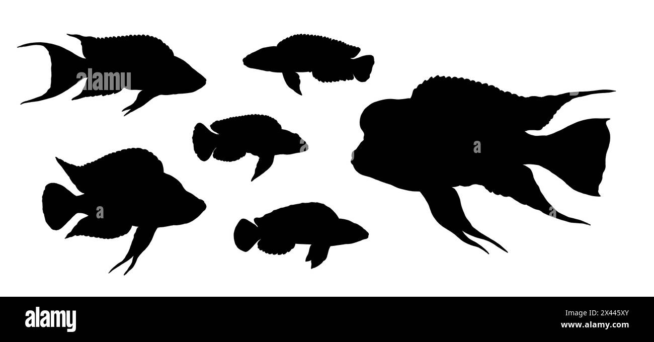 Silhouette of cichlids from the Tanganyika lake. Drawing with aquarium fish. Stock Photo