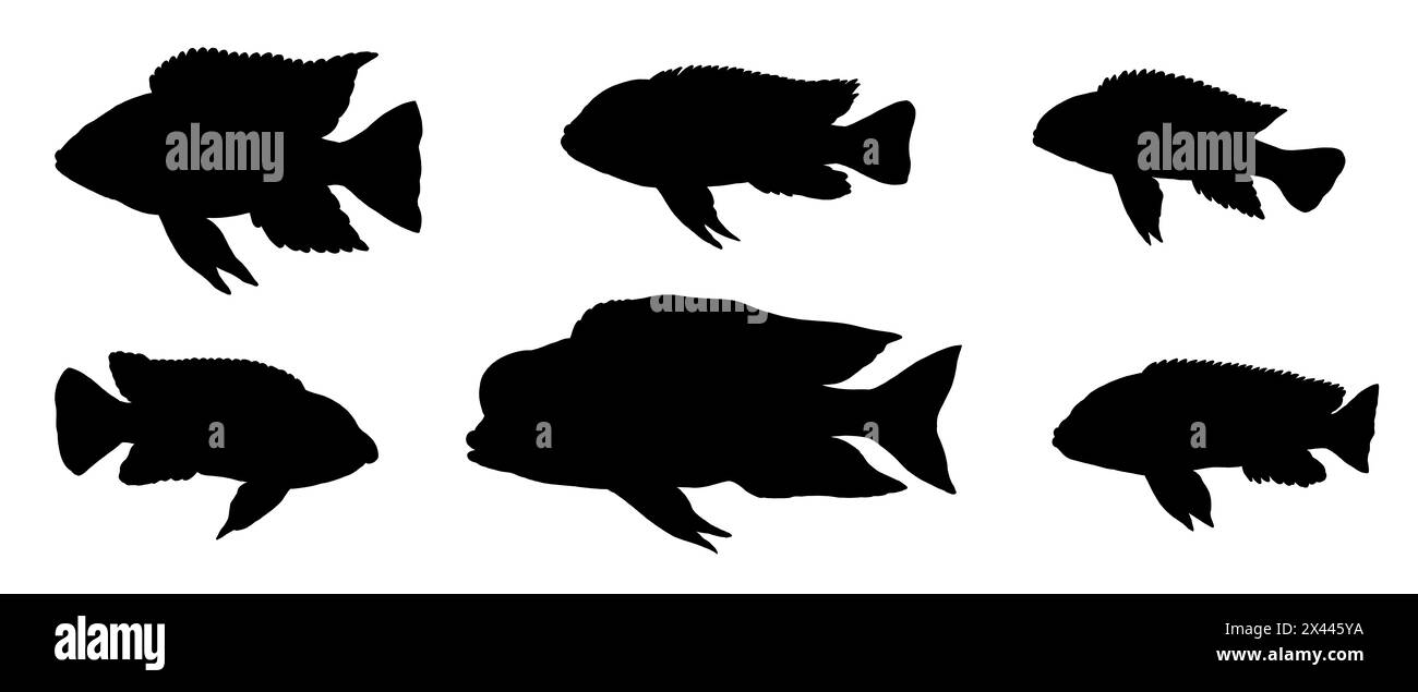 Silhouette of cichlids from the Malawi lake. Drawing with aquarium fish. Stock Photo