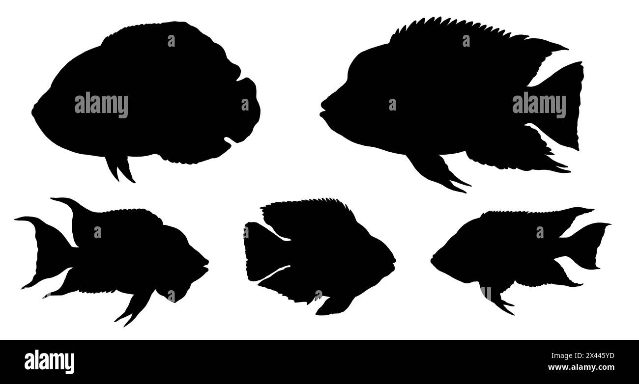Silhouette drawing with big american cichlids. Illustration with oscar, firemouth cichlid and texas cichlid. Stock Photo