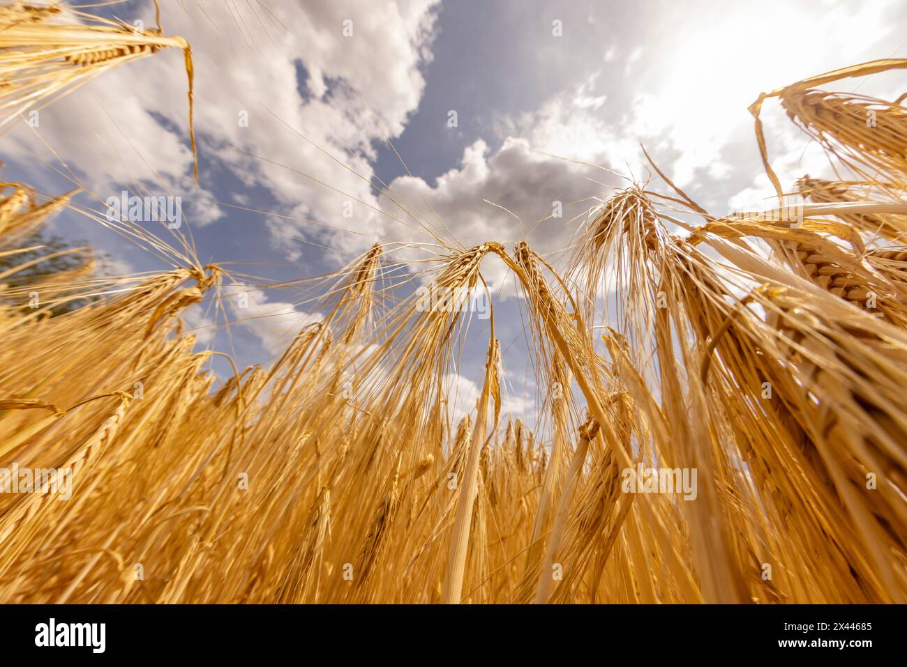 Golden grain field with Barley under a sunny sky with clouds, Cologne, North Rhine-Westphalia, Germany Stock Photo