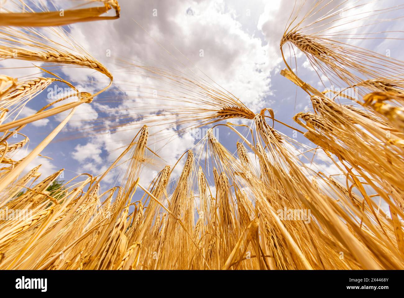 Ripe ears of barley in front of a clear blue sky with white clouds, Cologne, North Rhine-Westphalia, Germany Stock Photo