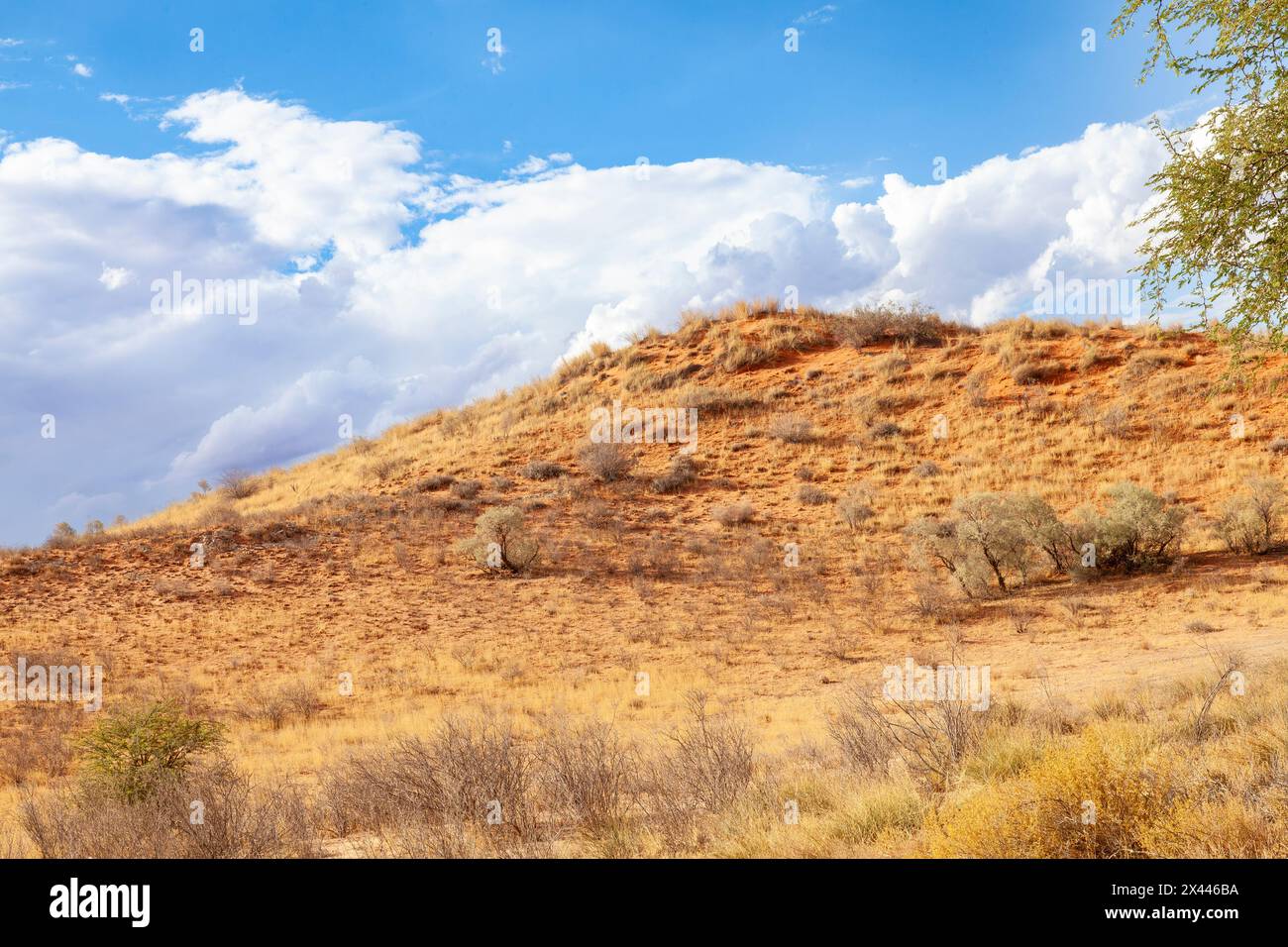 Red dune Kalahari landscape at sunset, Kgalagadi Transfrontier Park ...